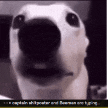 a close up of a dog 's face with the caption captain shitposter and beeman are typing