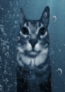 a cat is swimming in the water with bubbles