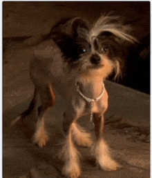 a small hairless dog wearing a necklace stands on a sidewalk