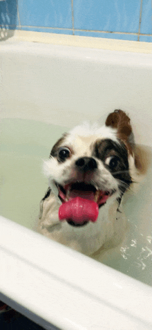 a dog is taking a bath with its tongue out