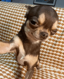 a small brown and white chihuahua is sitting on a couch