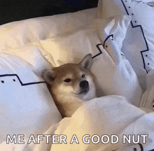 a dog laying on a bed with the words me after a good nut above it