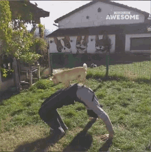 a man is doing a handstand with a dog on his back in front of a sign that says people are awesome