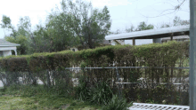 a chain link fence surrounds a yard with a white carport in the background