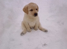 a small puppy is sitting in the snow with its paws crossed