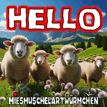 a bunch of sheep are standing in a field with the word hello in the background