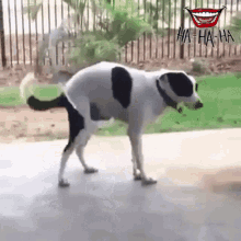 a black and white dog is standing on its hind legs on a sidewalk with a fence in the background .