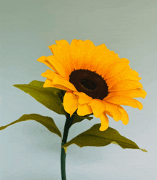 a single sunflower with a green stem and leaves