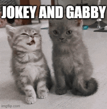 two kittens are sitting next to each other on the floor with the caption jokey and gabby