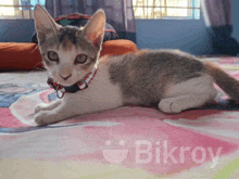 a cat wearing a red white and blue collar is laying on a bed with the word bikroy in the corner