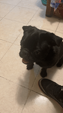 a black pug dog is sitting on a tiled floor next to a person 's foot