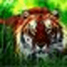 a blurry picture of a tiger 's face in the jungle .