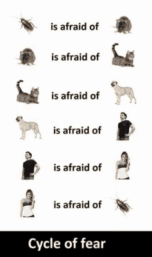 a picture of a cat a dog a cockroach a man and a woman with the caption cycle of fear