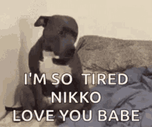 a black and white dog is sitting on a bed and saying `` i 'm so tired nikko love you babe '' .