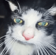 a close up of a black and white cat with green eyes and a red nose .