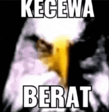 a bald eagle is holding a gun in its beak with the words `` kecewa berat '' written on it .