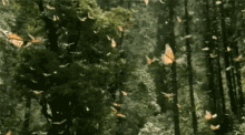 a flock of butterflies are flying through the air in the woods .