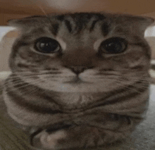 a close up of a cat 's face with its paws crossed