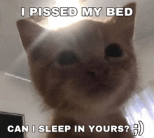 a picture of a cat with a caption that says i pissed my bed can i sleep in yours