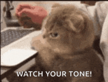 a cat is sitting in front of a laptop computer with the words `` watch your tone '' .