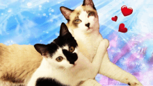 two cats laying next to each other with hearts floating in the air