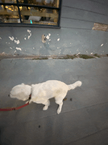 a white dog on a red leash is walking on a sidewalk