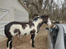 a black and white horse is standing next to a car