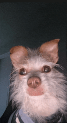 a close up of a dog 's face with a blue shirt on