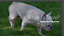 a dog sniffing the grass with the words " what is love " below it