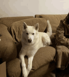 a white dog laying on a brown couch next to a person