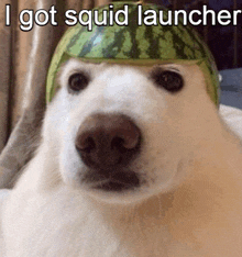 a dog wearing a watermelon hat with the words i got squid launcher written below it