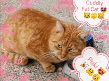 a cat with a speech bubble saying cuddly fat cat