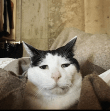 a black and white cat laying on a brown blanket