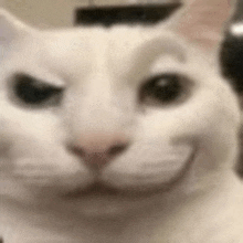 a close up of a white cat 's face with a smile on its face .