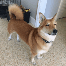 a brown and white dog standing on a carpet