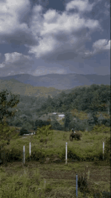 an elephant in a field with mountains in the background on a cloudy day