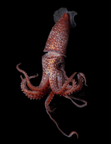 a squid is glowing in the dark and has a black background