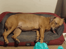 a brown dog is sleeping on a red and grey dog bed that says serta