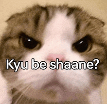 a close up of a cat with the words kyu be shaane on it