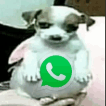 a person is holding a small white dog with a whatsapp icon on its chest