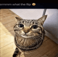 a cat is standing on a wooden floor and looking up at the camera