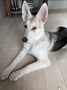 a black and white dog laying on a wood floor