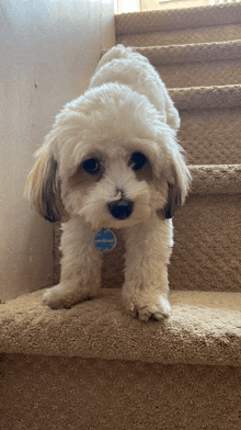 a small white dog with a tag that says " amanda " on it