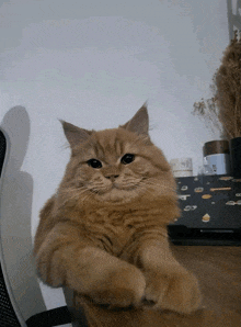 a fluffy orange cat laying on a desk with a clock in the background that says ' a ' on it