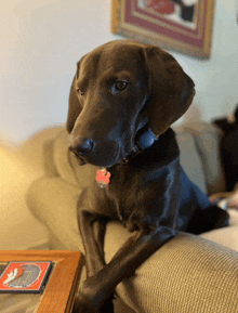 a brown dog sitting on a couch looking at the camera with a ohio state buckeyes coaster in the background