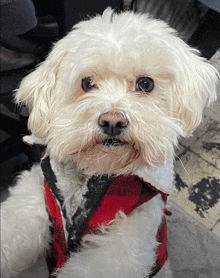 a small white dog wearing a red plaid vest looks at the camera