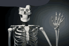 a skeleton with a skull cut in half has its hand out