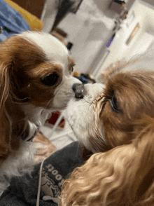 two dogs are kissing and one is wearing a shirt that says s100