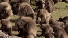 a large herd of baboons are standing in a field .