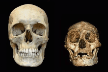 a close up of a human skull next to a close up of a human skull .